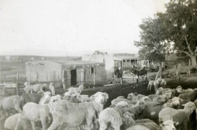 Sheep in a landscape with farmhouse in background